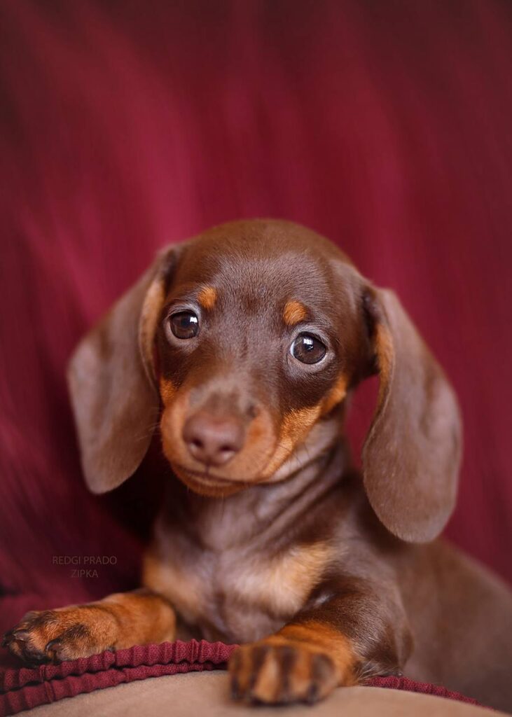 Chocolate & Tan Dachshund Puppy — Main Photo