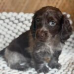 Dark Chocolate Dapple Dachshund Puppy — Main Photo