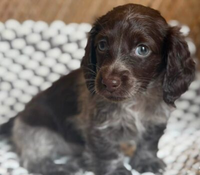 Dark Chocolate Dapple Dachshund Puppy — Dachshund available at DachField