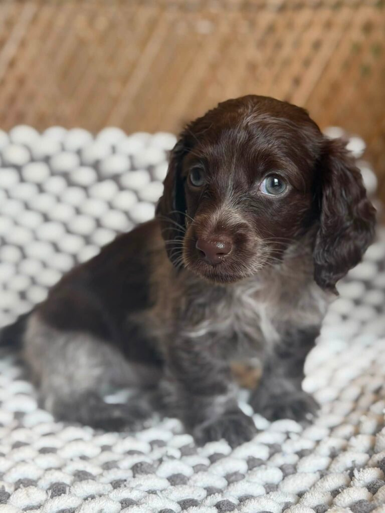 Dark Chocolate Dapple Dachshund Puppy — Main Photo