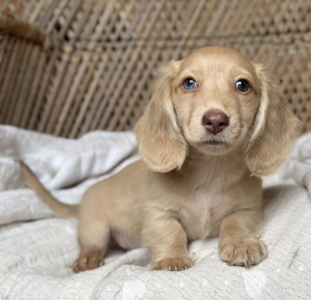 Cream Blue-Eyed Longhaired Dachshund Puppy — Main Photo