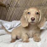 Cream Blue-Eyed Longhaired Dachshund Puppy — Main Photo