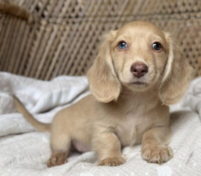 Cream Blue-Eyed Longhaired Dachshund Puppy — Dachshund available at DachField