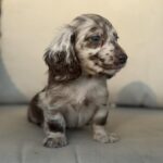 Chocolate Dapple Blue-Eyed Longhaired Dachshund Puppy — Gallery Photo