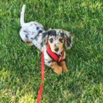 Blue Dapple Longhaired Dachshund Puppy — Gallery Photo