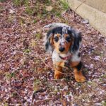 Blue Dapple Longhaired Dachshund Puppy — Gallery Photo