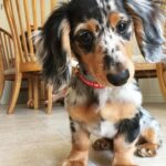 Blue Dapple Longhaired Dachshund Puppy — Gallery Photo