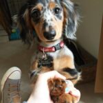 Blue Dapple Longhaired Dachshund Puppy — Gallery Photo