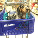 Blue Dapple Longhaired Dachshund Puppy — Gallery Photo