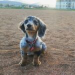 Blue Dapple Longhaired Dachshund Puppy — Gallery Photo