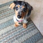 Blue Dapple Longhaired Dachshund Puppy — Gallery Photo