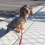 . Blue Dapple with Rope Toy — Gallery Photo