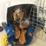 . Blue Dapple with Rope Toy — Gallery Photo