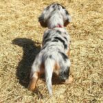 . Blue Dapple with Rope Toy — Gallery Photo