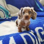 Blue-Eyed Chocolate Dapple Longhaired Dachshund Puppy — Gallery Photo