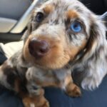 Blue-Eyed Chocolate Dapple Longhaired Dachshund Puppy — Gallery Photo