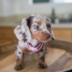 Blue-Eyed Chocolate Dapple Longhaired Dachshund Puppy — Gallery Photo
