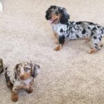 Blue-Eyed Chocolate Dapple Longhaired Dachshund Puppy — Gallery Photo