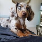 Blue-Eyed Chocolate Dapple Longhaired Dachshund Puppy — Gallery Photo