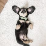 Black & Tan Longhaired Dachshund Puppy – Khan — Gallery Photo