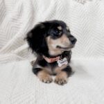 Black & Tan Longhaired Dachshund Puppy – Khan — Gallery Photo