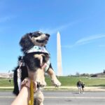 Black & Tan Longhaired Dachshund Puppy – Khan — Gallery Photo