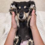 Black & Tan Longhaired Dachshund Puppy – Khan — Gallery Photo