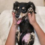 Black & Tan Longhaired Dachshund Puppy – Khan — Gallery Photo