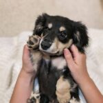 Black & Tan Longhaired Dachshund Puppy – Khan — Gallery Photo