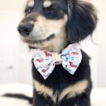 Black & Tan Longhaired Dachshund — Main Photo