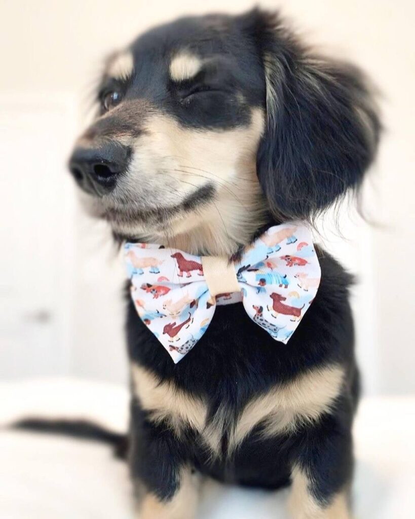 Black & Tan Longhaired Dachshund — Main Photo