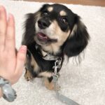 Black & Tan Longhaired Dachshund — Gallery Photo
