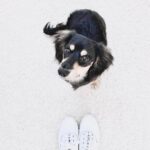 Black & Tan Longhaired Dachshund — Gallery Photo