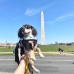 Black & Tan Longhaired Dachshund — Gallery Photo