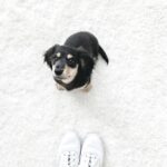 Black & Tan Longhaired Dachshund — Gallery Photo