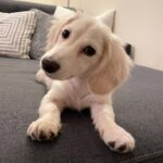 Cream Longhaired Dachshund — Gallery Photo