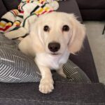 Cream Longhaired Dachshund — Gallery Photo