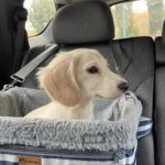 Cream Longhaired Dachshund — Gallery Photo