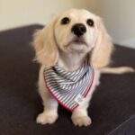 Cream Longhaired Dachshund — Gallery Photo