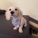 Cream Longhaired Dachshund — Gallery Photo
