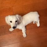 Cream Longhaired Dachshund — Gallery Photo