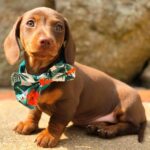 Black & Tan Longhaired Dachshund Puppy — Gallery Photo