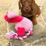 Black & Tan Longhaired Dachshund Puppy — Gallery Photo