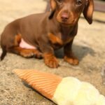 Black & Tan Longhaired Dachshund Puppy — Gallery Photo