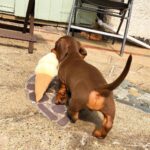 Black & Tan Longhaired Dachshund Puppy — Gallery Photo