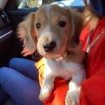 Red & White Piebald Longhair — Gallery Photo
