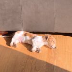 Red & White Piebald Longhair — Gallery Photo