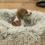 Red & White Piebald Longhair — Gallery Photo