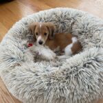 Red & White Piebald Longhair — Gallery Photo