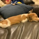 Red & White Piebald Longhair — Gallery Photo